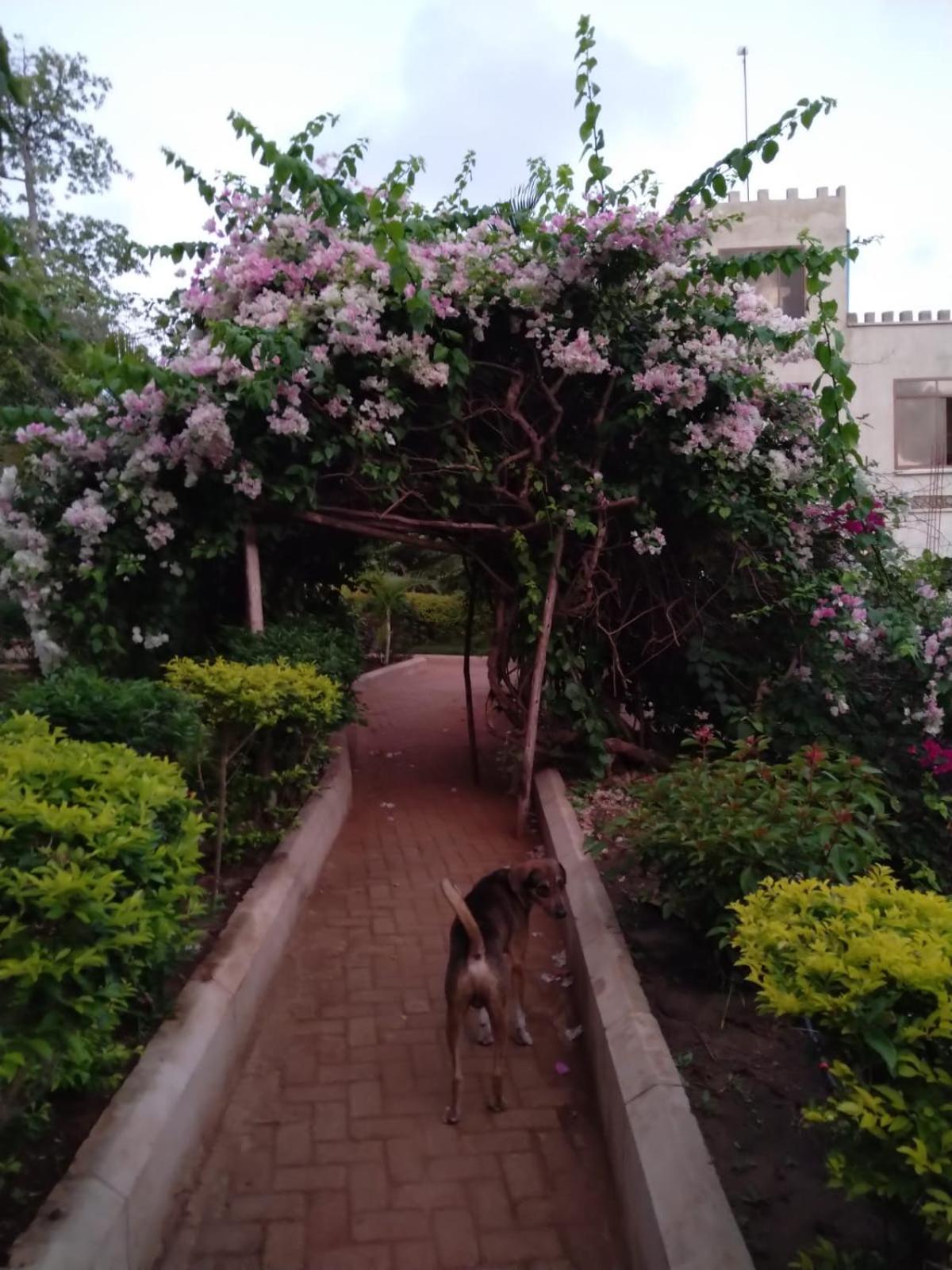 باجامويو Mikoko Beach & Cottages المظهر الخارجي الصورة